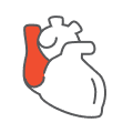 Cardiology